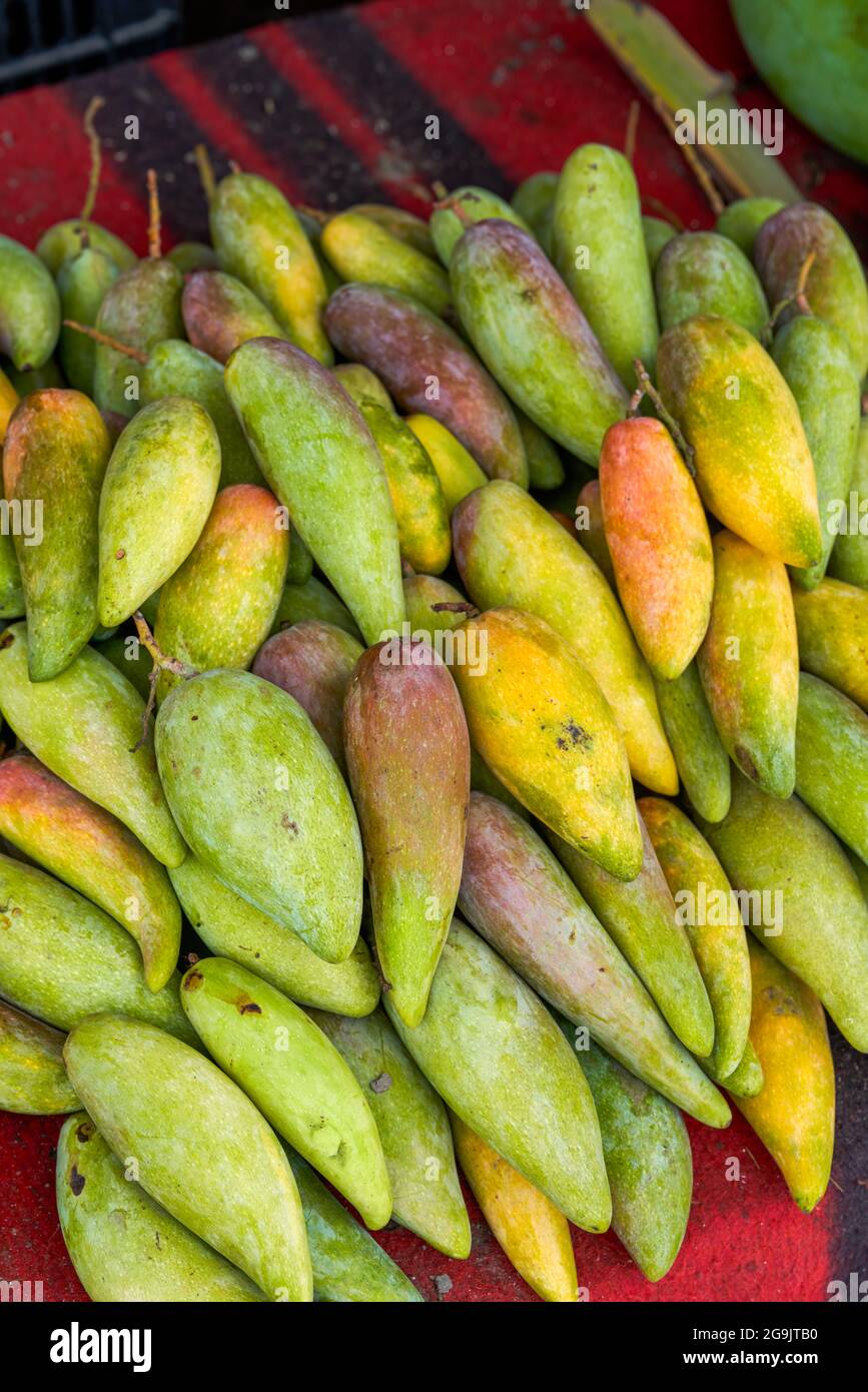 Fruits tropicaux, mangue rouge mûre en gros plan Banque D'Images