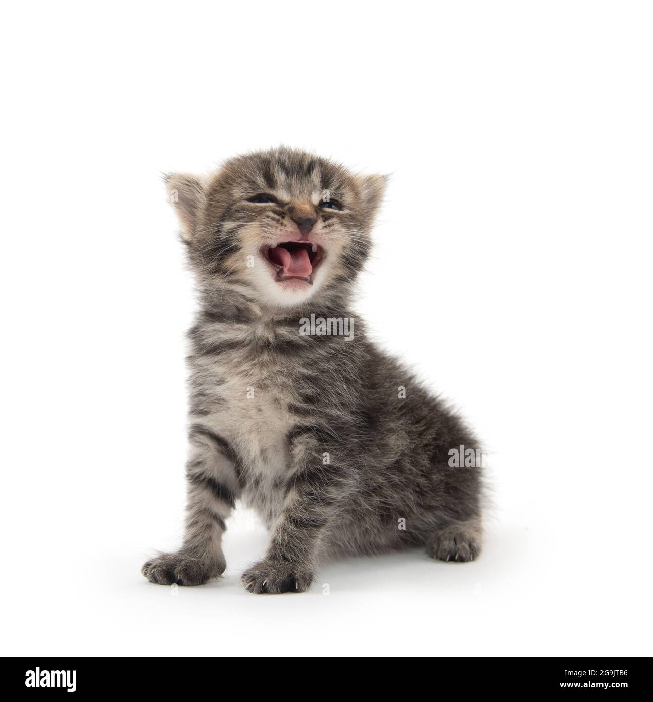 Mignon bébé nouveau-né tabby chaton pleurant et isolé sur fond blanc Banque D'Images