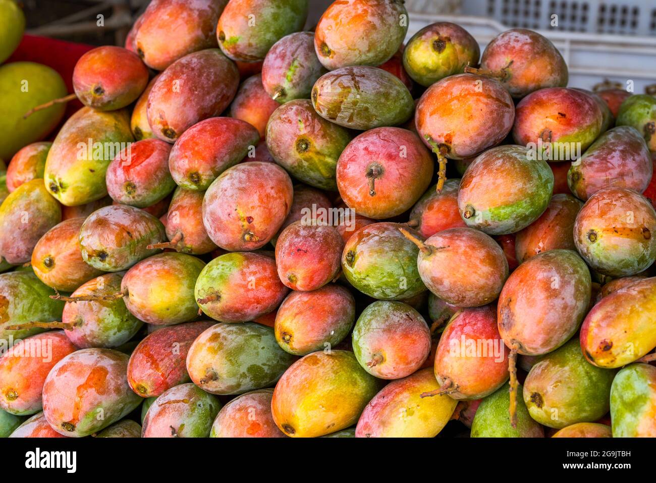 Fruits tropicaux, mangue rouge mûre en gros plan Banque D'Images