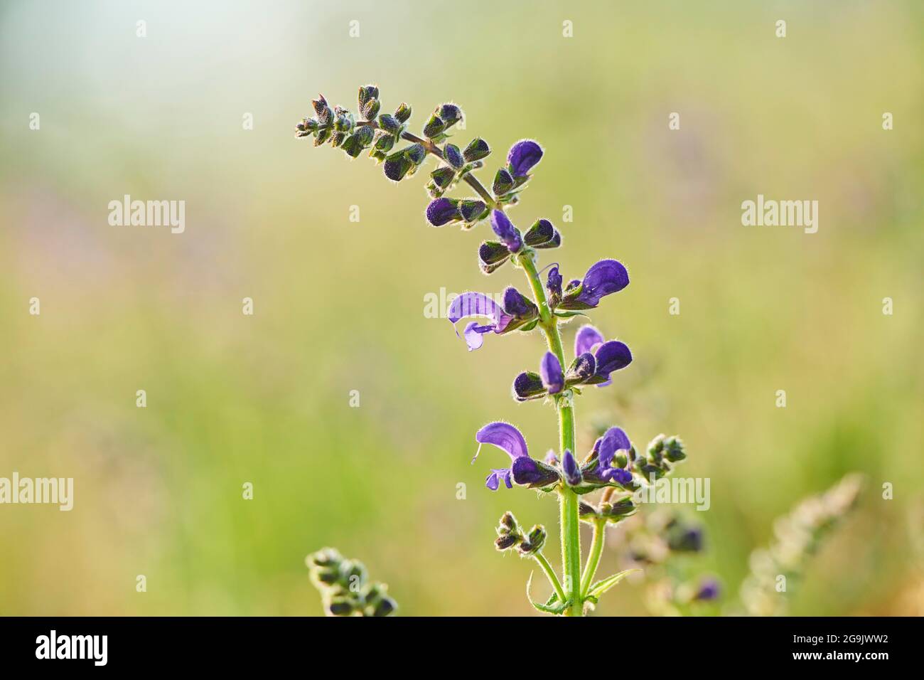 Clary de prairie (Salvia pratensis) floraison dans un pré, Bavière, Nationalpark Bavarian forêt, Allemagne Banque D'Images