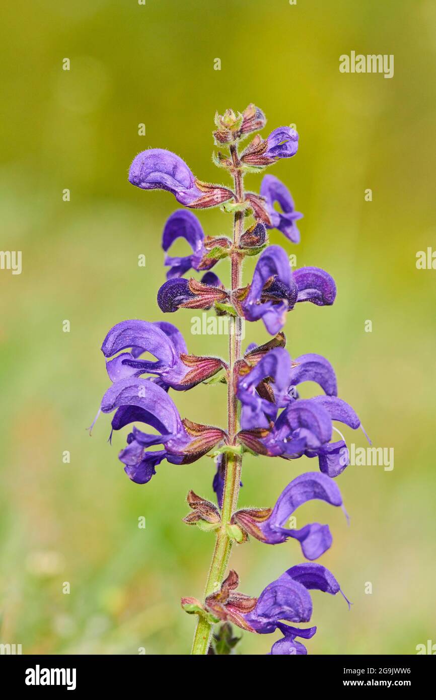Clary de prairie (Salvia pratensis) floraison dans un pré, Bavière, Nationalpark Bavarian forêt, Allemagne Banque D'Images