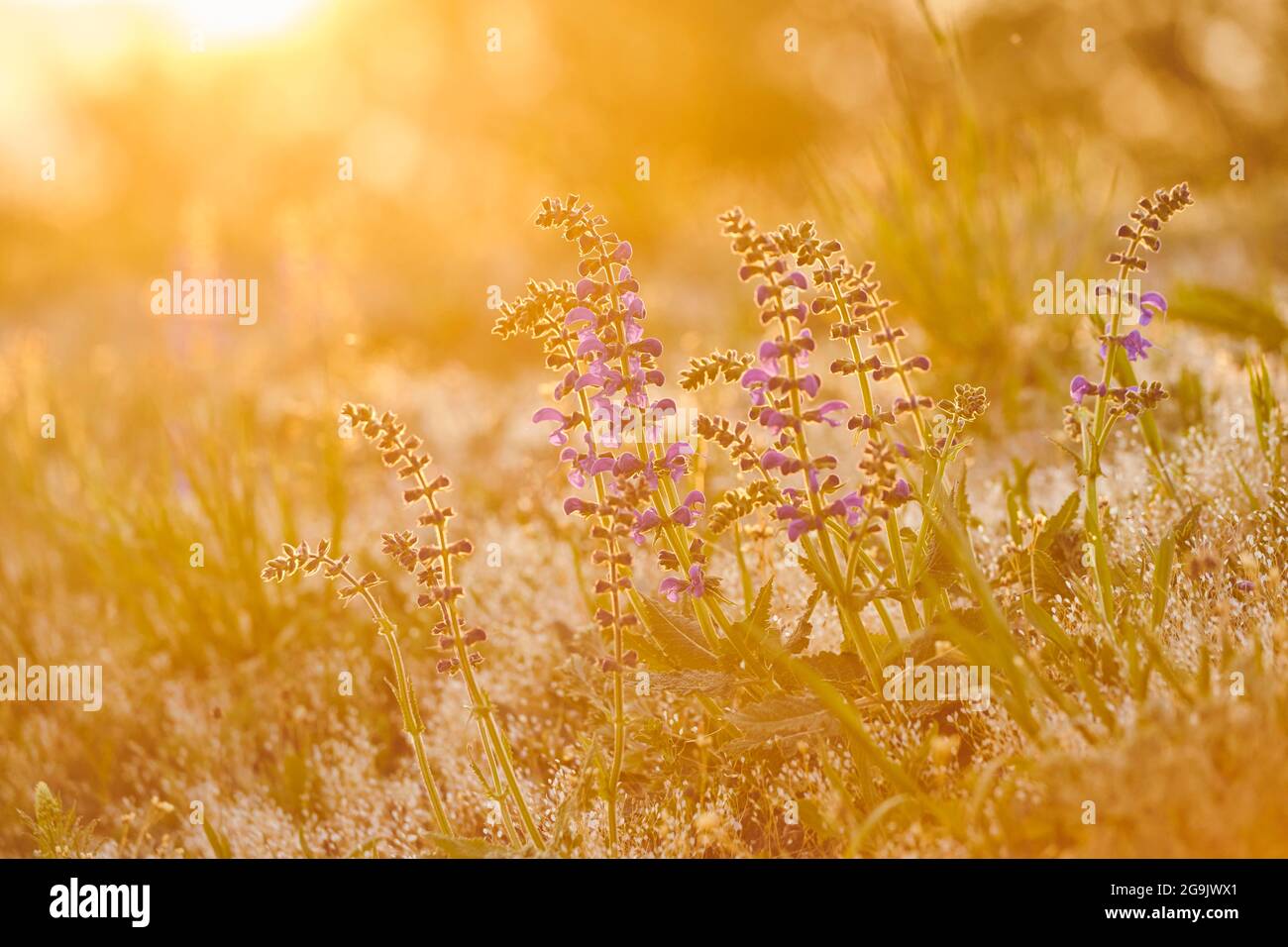 Clary de prairie (Salvia pratensis) floraison dans un pré, Bavière, Nationalpark Bavarian forêt, Allemagne Banque D'Images