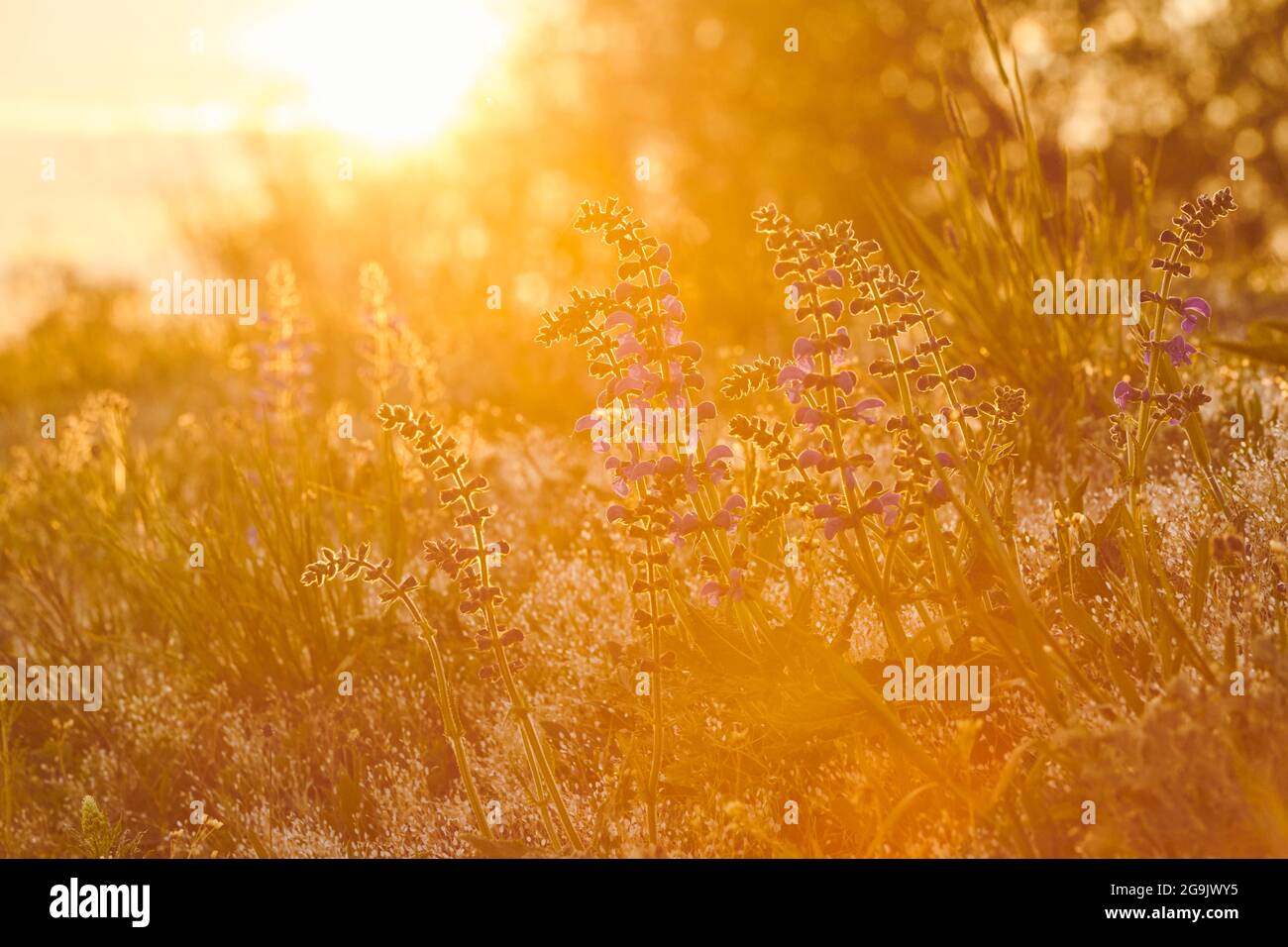 Clary de prairie (Salvia pratensis) floraison dans un pré, Bavière, Nationalpark Bavarian forêt, Allemagne Banque D'Images