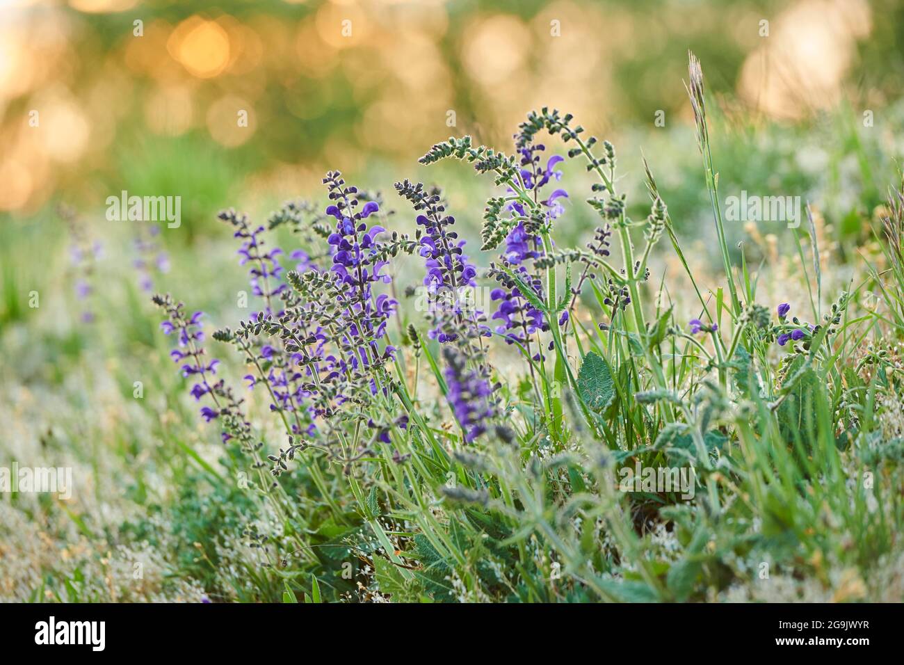 Clary de prairie (Salvia pratensis) floraison dans un pré, Bavière, Nationalpark Bavarian forêt, Allemagne Banque D'Images