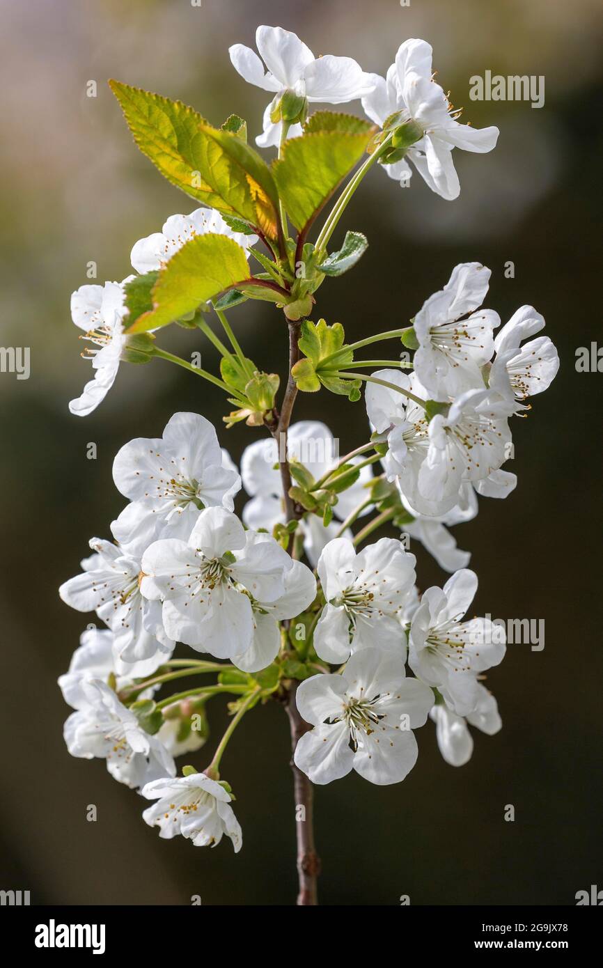 Cerisiers en fleurs, cerisier aigre (Prunus cerasus) ou cerisier de Sour, Bade-Wurtemberg, Allemagne Banque D'Images