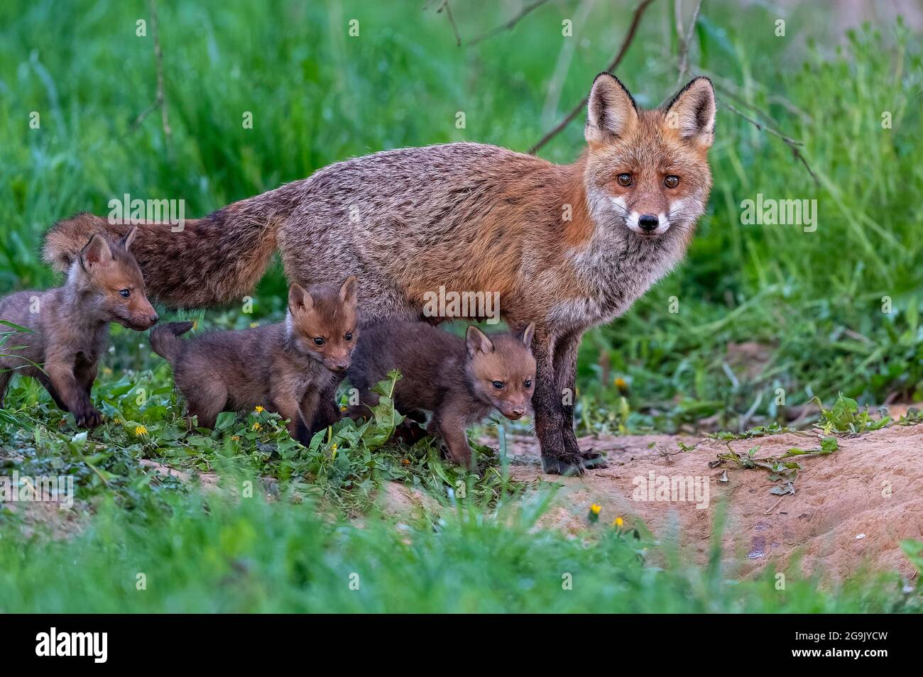 Renard roux (Vulpes vulpes), fauve avec jeune, Guxhagen, Hesse, Allemagne Banque D'Images