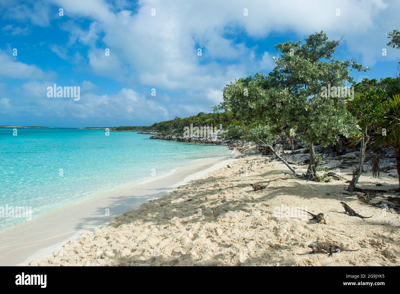 Iguanes sur une plage de sable blanc, Exumas, Bahamas, Caraïbes Banque D'Images