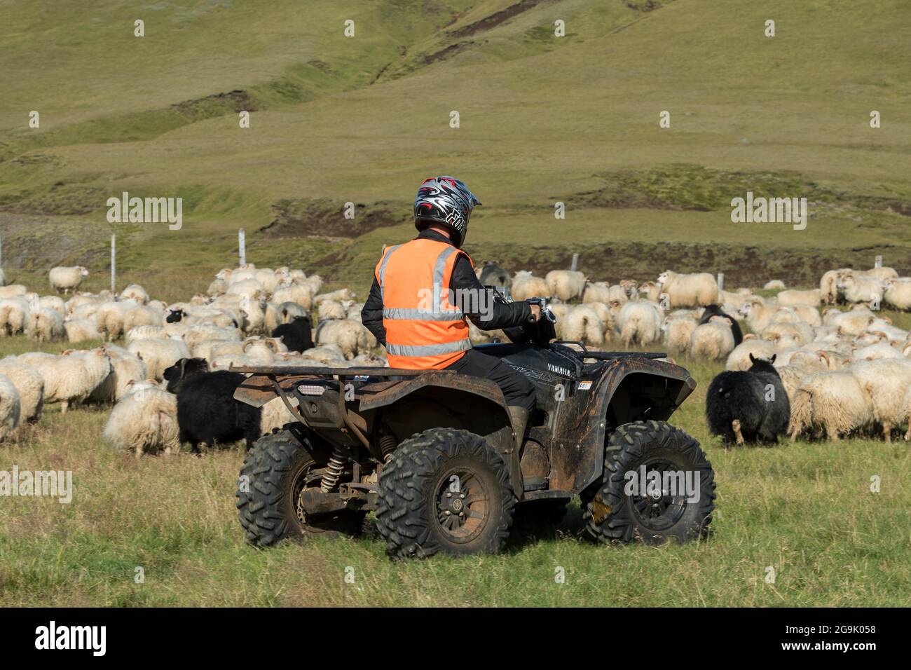 Moutons domestiques (Ovis aries), homme en quad à la conduite de moutons ou au retir, Kirkjubaejarklaustur, Skaftarhreppur, Suourland, Islande Banque D'Images Moutons domestiques (Ovis aries), homme en quad à la conduite de moutons ou au retir, Kirkjubaejarklaustur, Skaftarhreppur, Suourland, Islande Banque D'Images