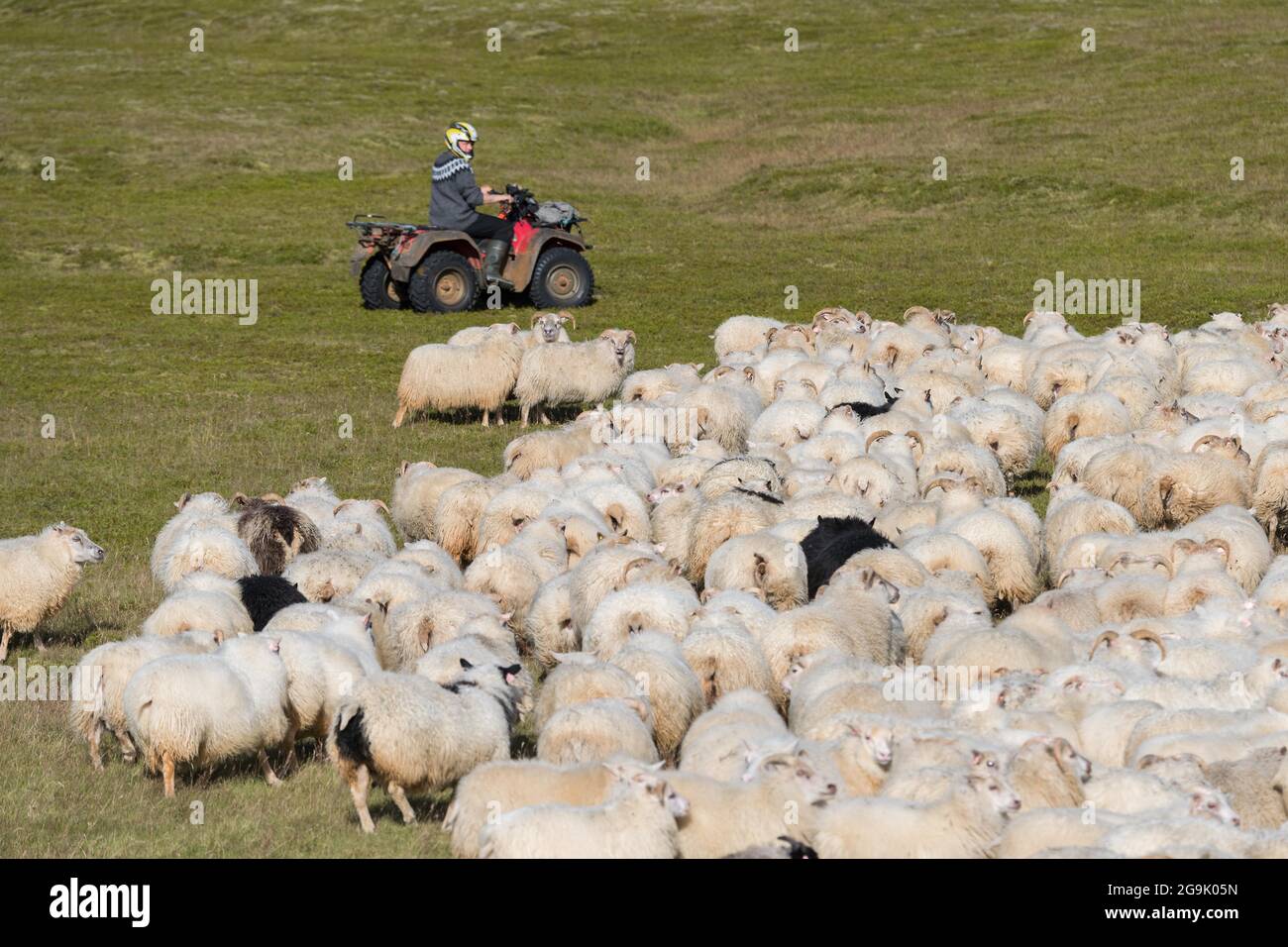 Moutons domestiques (Ovis aries), homme en quad à la conduite de moutons ou au retir, Kirkjubaejarklaustur, Skaftarhreppur, Suourland, Islande Banque D'Images Moutons domestiques (Ovis aries), homme en quad à la conduite de moutons ou au retir, Kirkjubaejarklaustur, Skaftarhreppur, Suourland, Islande Banque D'Images