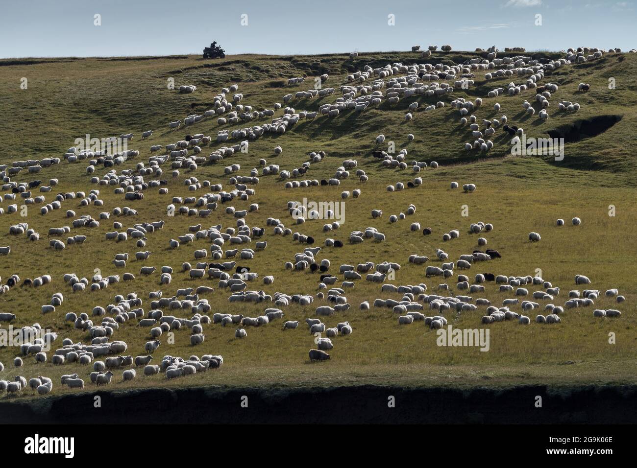 Moutons domestiques (Ovis aries), homme en quad à la conduite de moutons ou au retir, Kirkjubaejarklaustur, Skaftarhreppur, Suourland, Islande Banque D'Images Moutons domestiques (Ovis aries), homme en quad à la conduite de moutons ou au retir, Kirkjubaejarklaustur, Skaftarhreppur, Suourland, Islande Banque D'Images