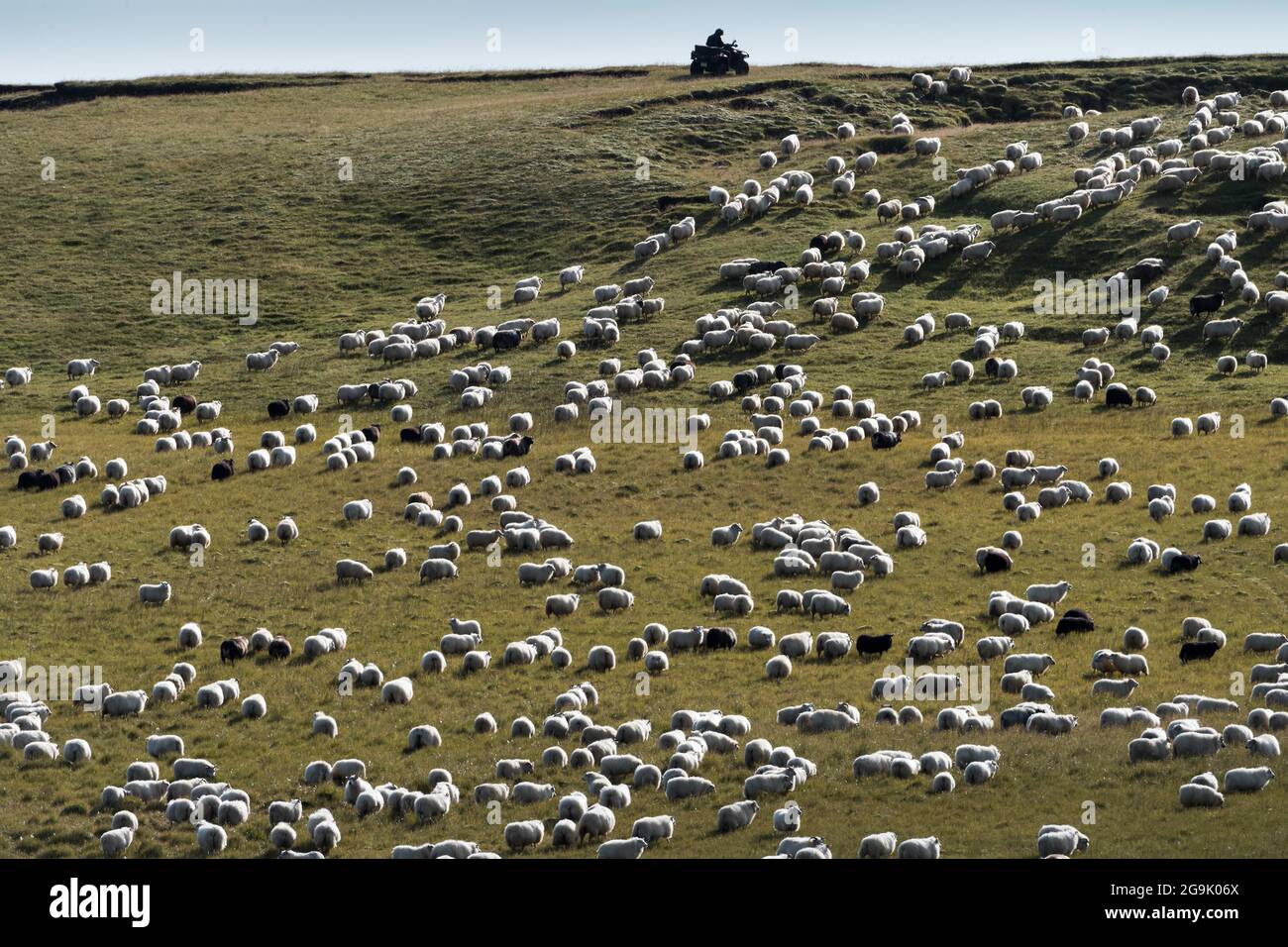 Moutons domestiques (Ovis aries), homme en quad à la conduite de moutons ou au retir, Kirkjubaejarklaustur, Skaftarhreppur, Suourland, Islande Banque D'Images Moutons domestiques (Ovis aries), homme en quad à la conduite de moutons ou au retir, Kirkjubaejarklaustur, Skaftarhreppur, Suourland, Islande Banque D'Images