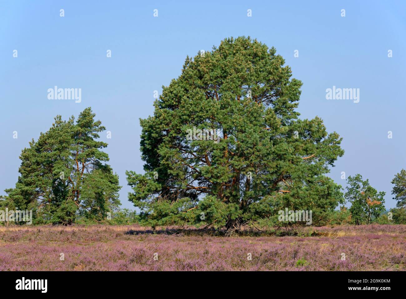 Heathland, Hausselberg, 118 m d'altitude avec des pins (Pinus) et la fleur de bruyère commune (Calluna vulgaris), Parc naturel de Suedheide, Lueneburg Banque D'Images