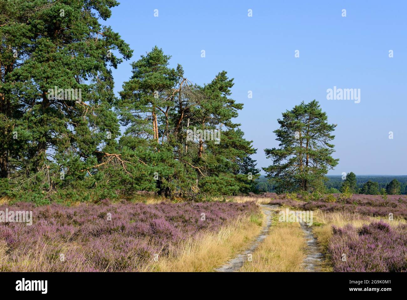 Heathland, Hausselberg, 118 m d'altitude avec des pins (Pinus) et la fleur de bruyère commune (Calluna vulgaris), Parc naturel de Suedheide, Lueneburg Banque D'Images