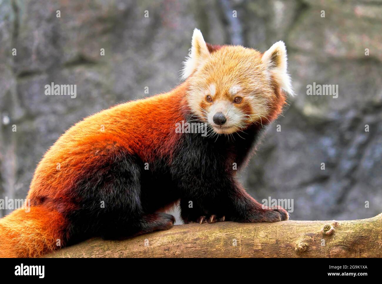 Le panda rouge (Ailurus fulgens), captive, occurrences de l'Est de l'Himalaya, le sud-ouest de la Chine Banque D'Images