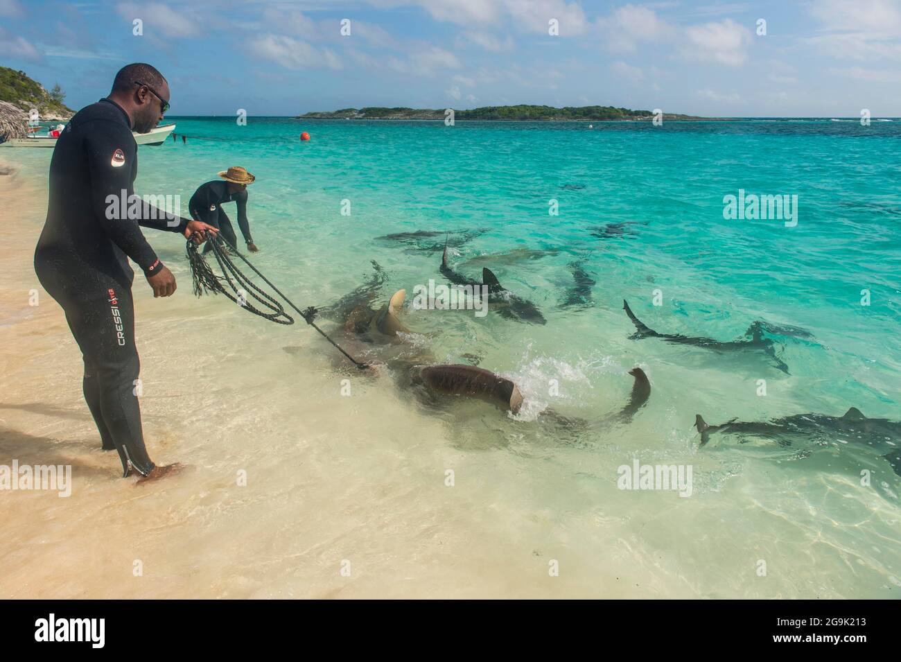 Guides locaux nourrissant des requins de citron et de récif dans les eaux turquoise des Exumas, Bahamas, Caraïbes Banque D'Images