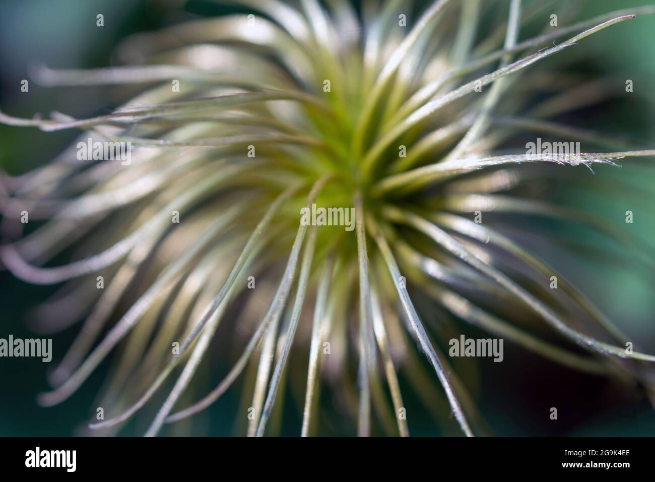 Gros plan belle fleur rare inhabituelle. Clématis décolorés Banque D'Images