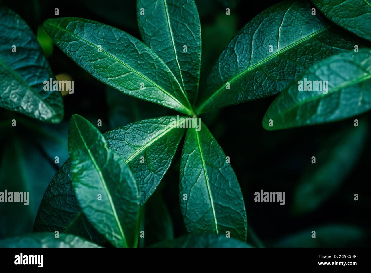 Feuilles vertes, photo macro. Arrière-plan du feuillage. Fleurs de jardin d'été ou de printemps en gros plan. Banque D'Images