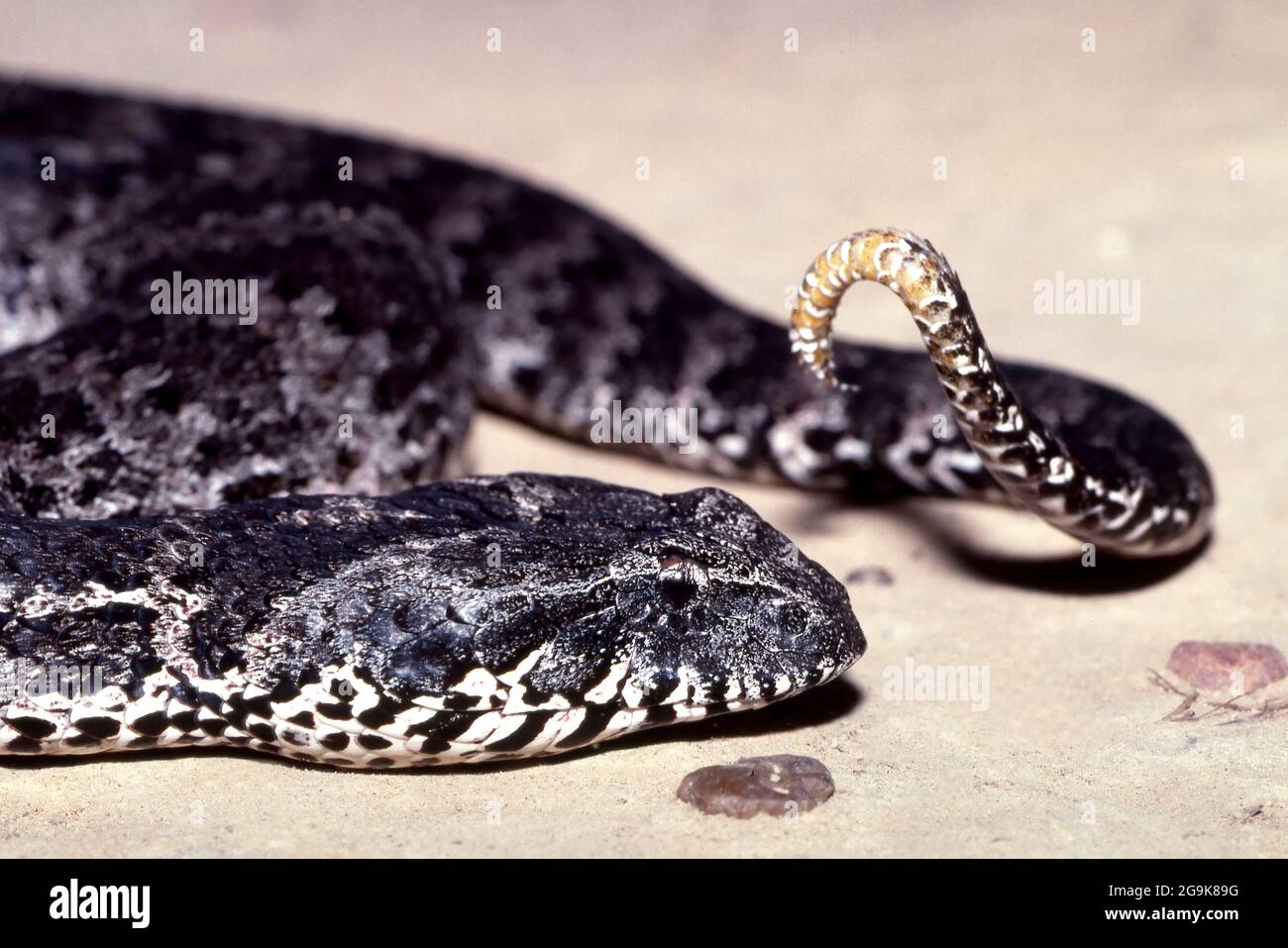 Australian Common Death Adder montrant sa queue lure Banque D'Images