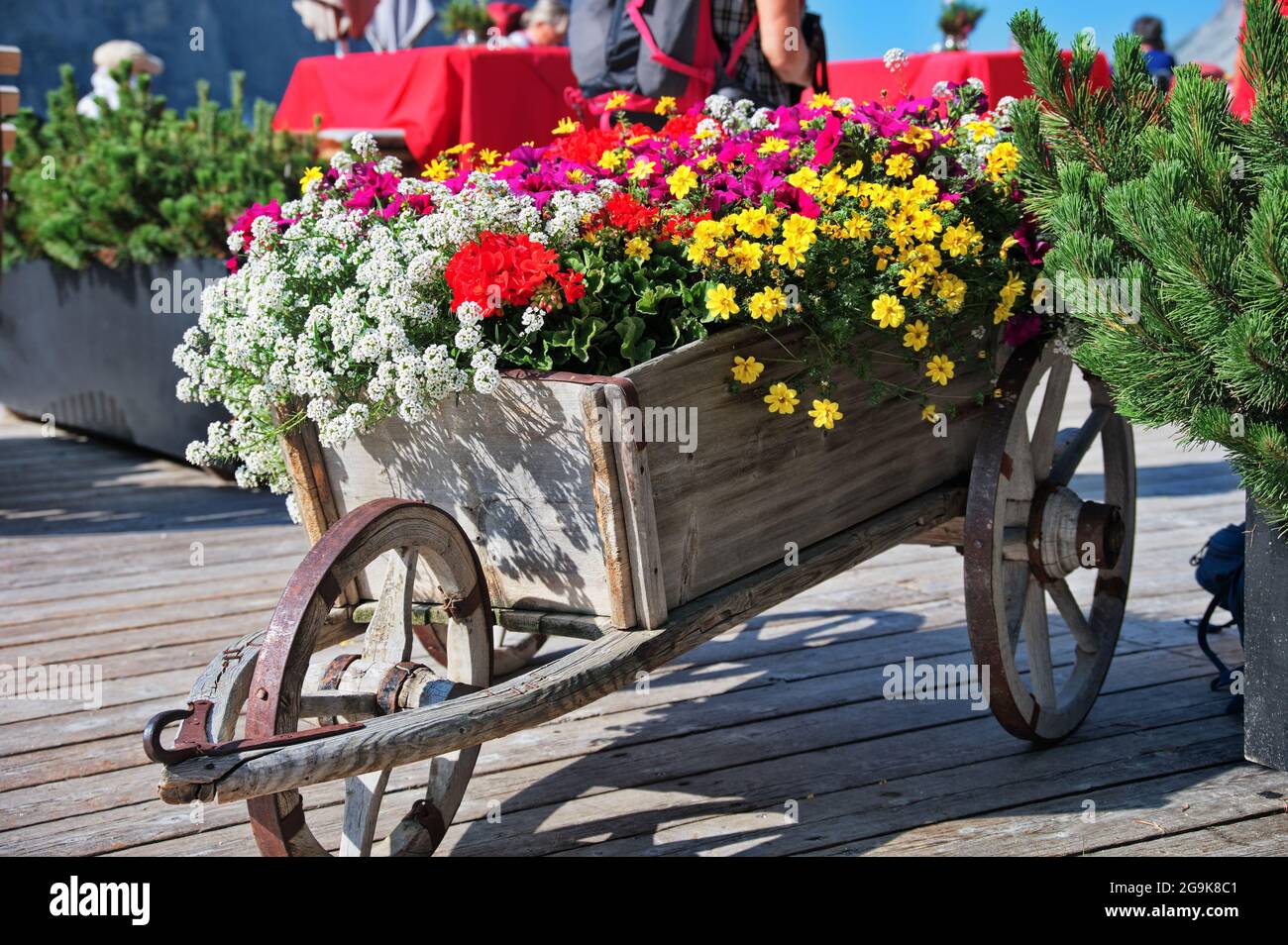 Brouette en bois rustique remplie de fleurs colorées Banque D'Images