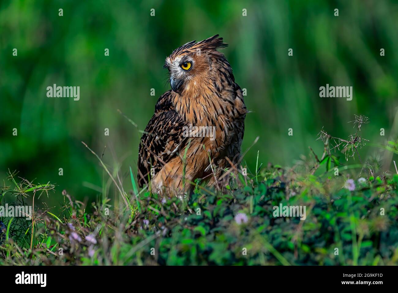 Barré Eagle-Owl ou Bubo Sumatranus (nom scientifique) est en train de profiter du soleil matinal dans une savane verte avec un fond de bokeh de mauvaises herbes. Banque D'Images