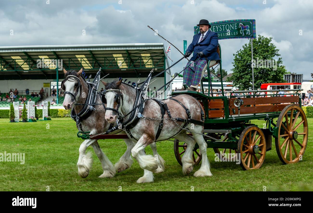 Harrogate, North Yorkshire, Royaume-Uni. Juillet 14 2021. Les chevaux Keystone Clydesdale de Kinross, en Écosse, dans la classe des chevaux lourds du Grand Yorkshire Banque D'Images