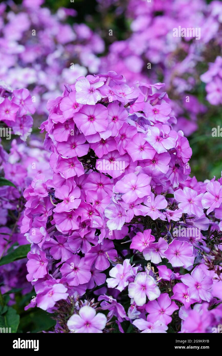Phlox paniculata 'Blue Paradise' vivace phlox 'Blue Paradise'. Phlox bleu-lilas Banque D'Images