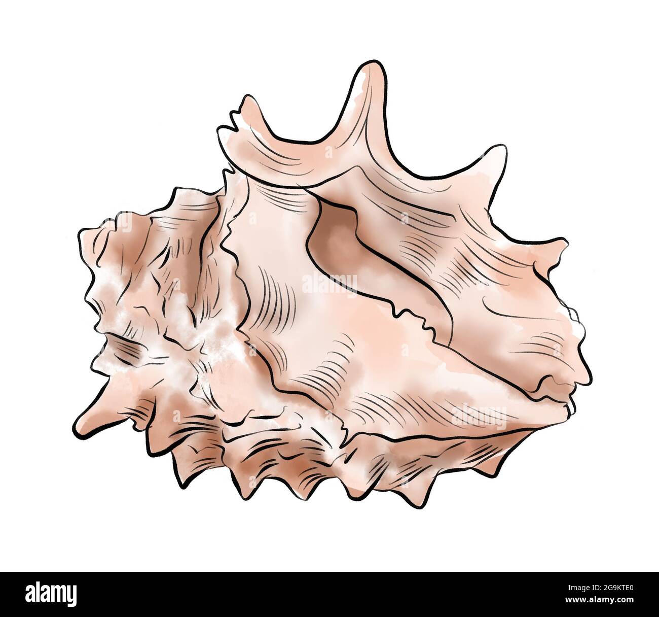Aquarelle illustration numérique des coquillages de la vie marine brune sur fond blanc isolé. Illustration de haute qualité Banque D'Images