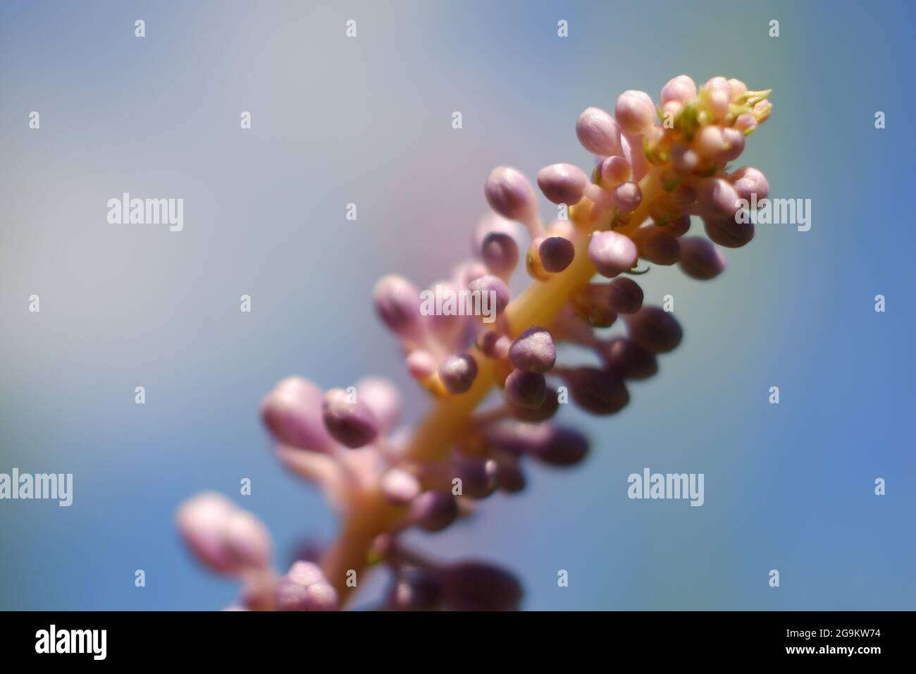 Belles petites fleurs violettes dans la lumière du soleil d'été - ciel bleu arrière-plan Banque D'Images