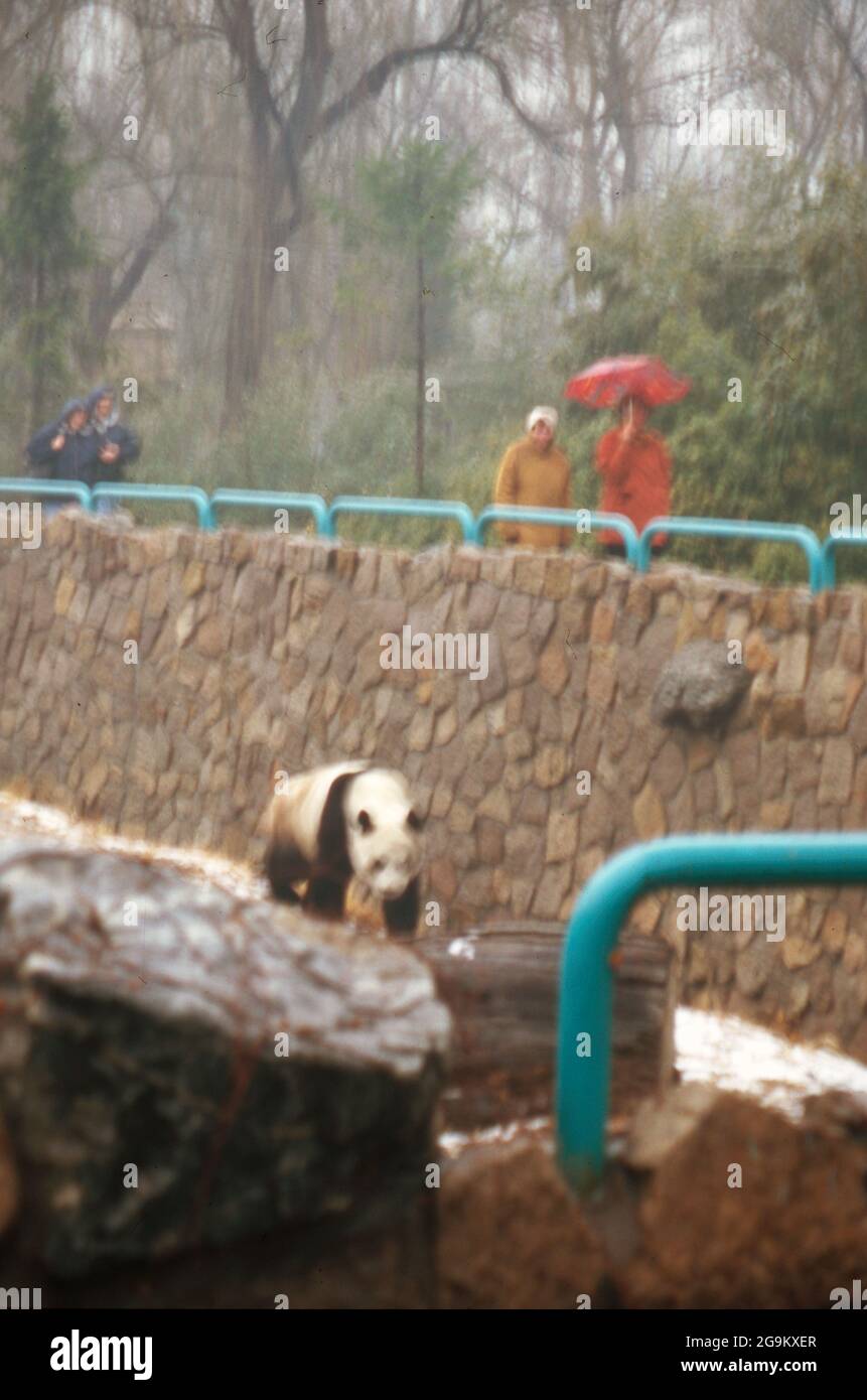 Großer Panda in seinem Gehege im Zoo von Pékin, Chine 1998. Le panda géant dans son complexe dans le zoo de Beijng, Chine 1998. Banque D'Images