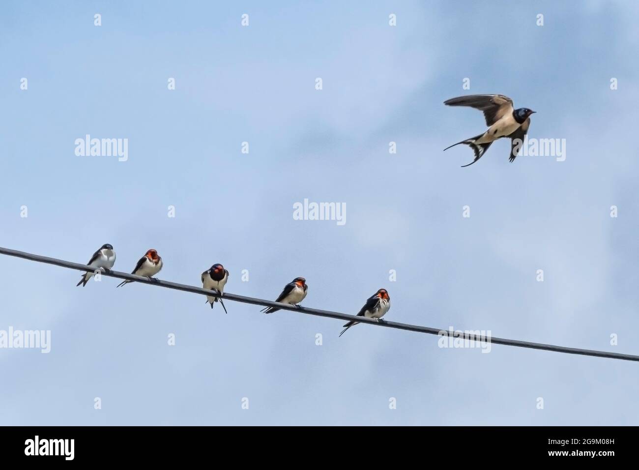 Swalws Hirundo rustica perchée sur un fil téléphonique. Banque D'Images Swalws Hirundo rustica perchée sur un fil téléphonique. Banque D'Images