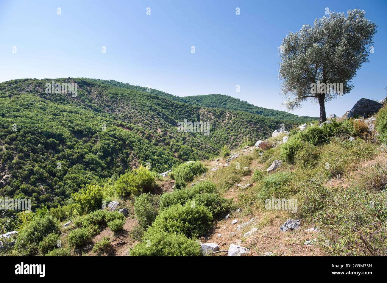 Paysage de campagne autour du château de Drisht avec un seul olivier, Shkoder Banque D'Images