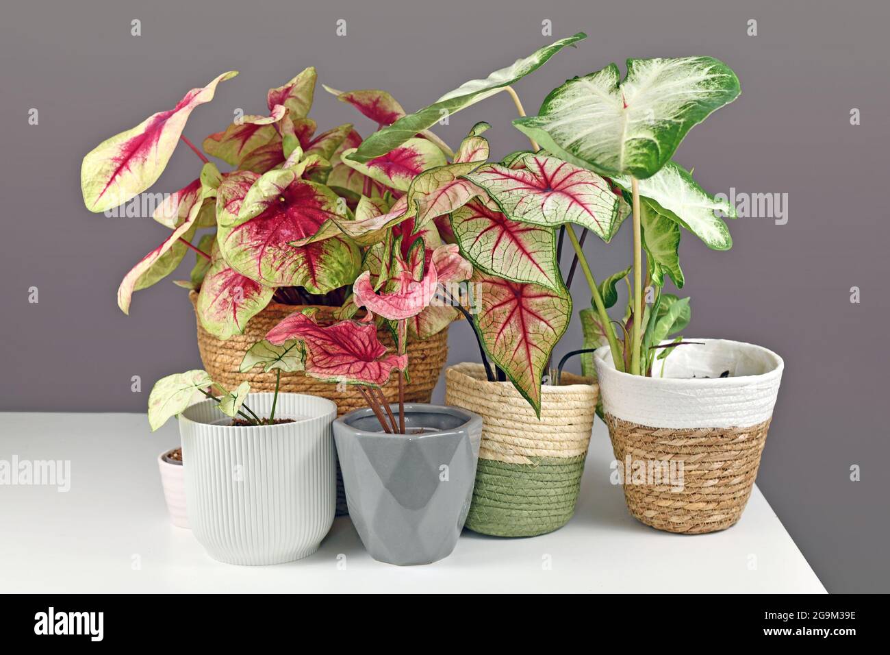 Plantes exotiques colorées de Caladium dans des pots de fleurs sur table blanche Banque D'Images