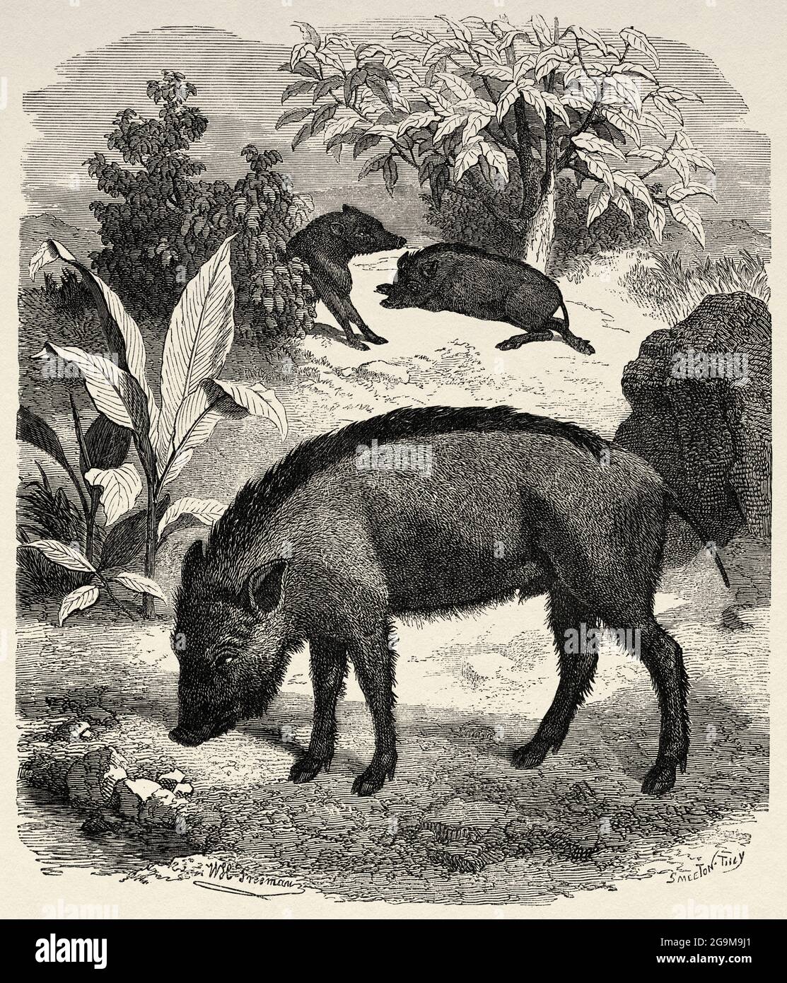 Sanglier (sus scrofa) originaire d'Eurasie, d'Afrique du Nord et des îles du Grand Soudan. Ancienne illustration gravée du XIXe siècle d'El Mundo Ilustrado 1879 Banque D'Images