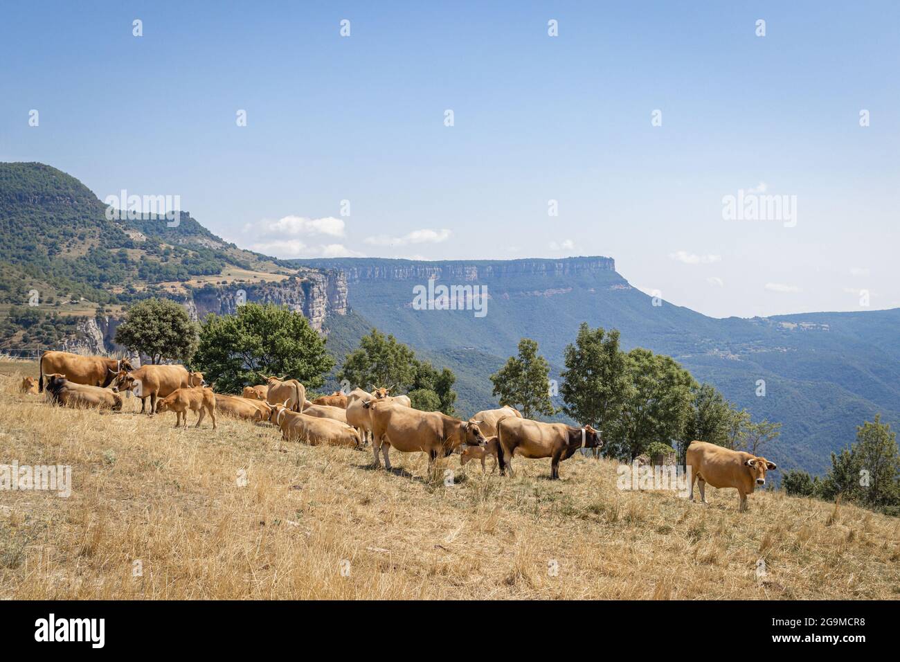 Сows se broutent entre les Pyrénées catalanes Banque D'Images