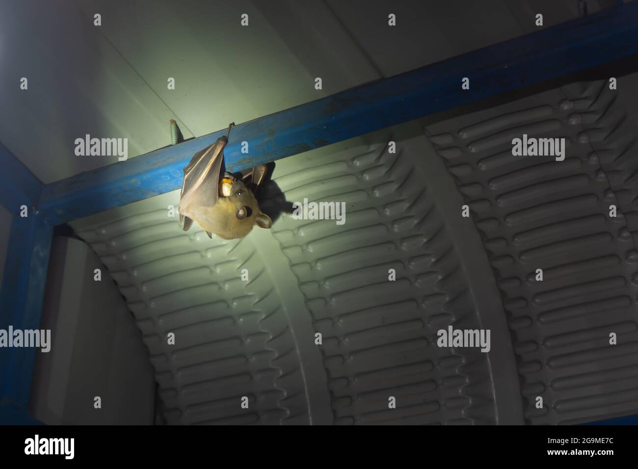 Chauve-souris mangeant de la nourriture sous le toit Banque D'Images