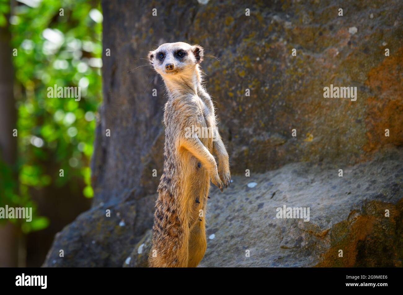 Alert meerkat également connu sous le nom de Suricata suricata debout sur la garde Banque D'Images