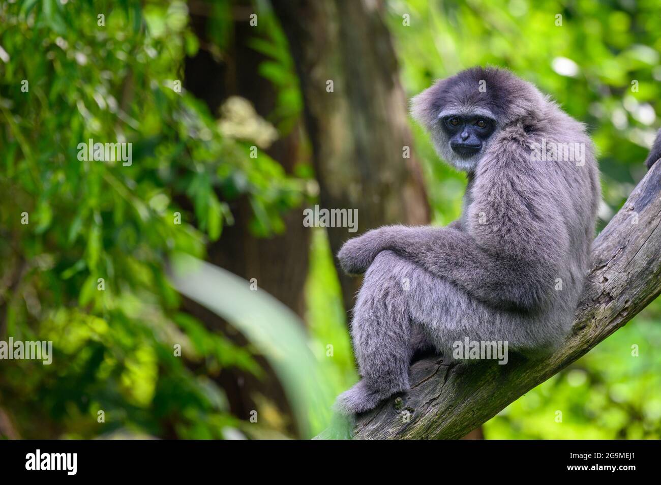 Portrait d'un gibbon argenté assis sur une branche Banque D'Images Portrait d'un gibbon argenté assis sur une branche Banque D'Images