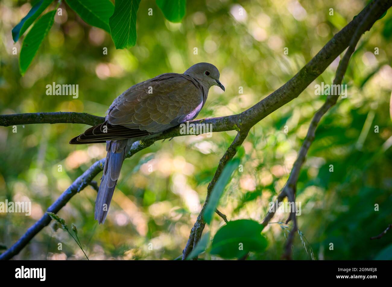 Pigeon de bois assis sur un arbre entre les feuilles Banque D'Images