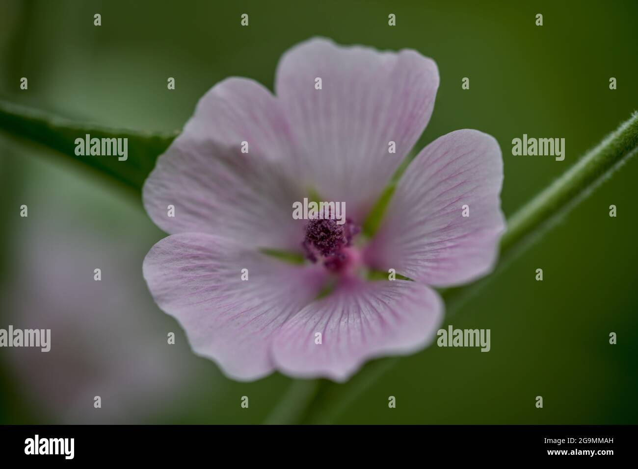 Althea officinalis fleur de gros plan Althaea officinalis, ou mash-mallow Banque D'Images