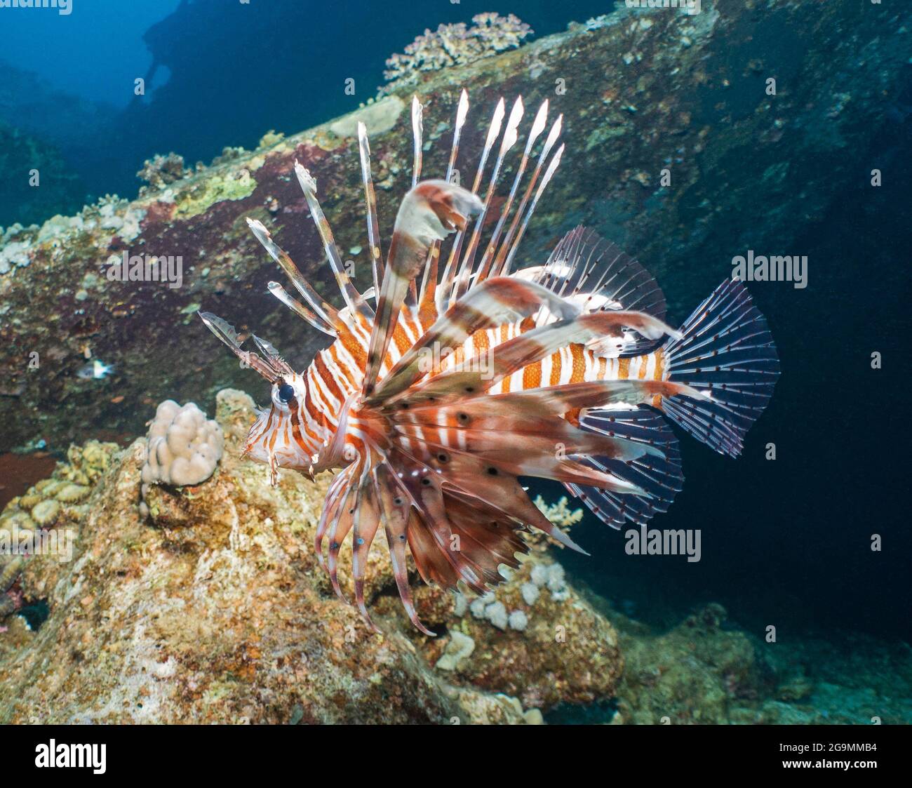 Gros plan de la mer rouge lionfish pterois miles nageant sous l'eau sur une partie de l'épave Banque D'Images