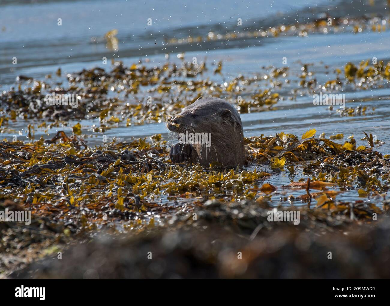 Otter eurasien, Lutra lutra, à côté d'un Loch écossais. Île de Mull, Écosse, Royaume-Uni Banque D'Images