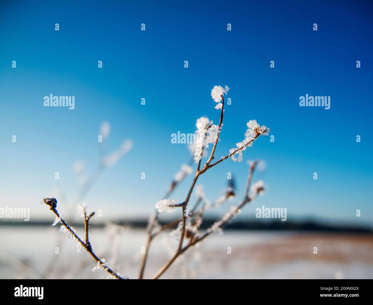 Gros plan d'une branche sans feuilles recouverte de cristaux de glace devant un paysage hivernal flou avec ciel bleu et soleil. Banque D'Images