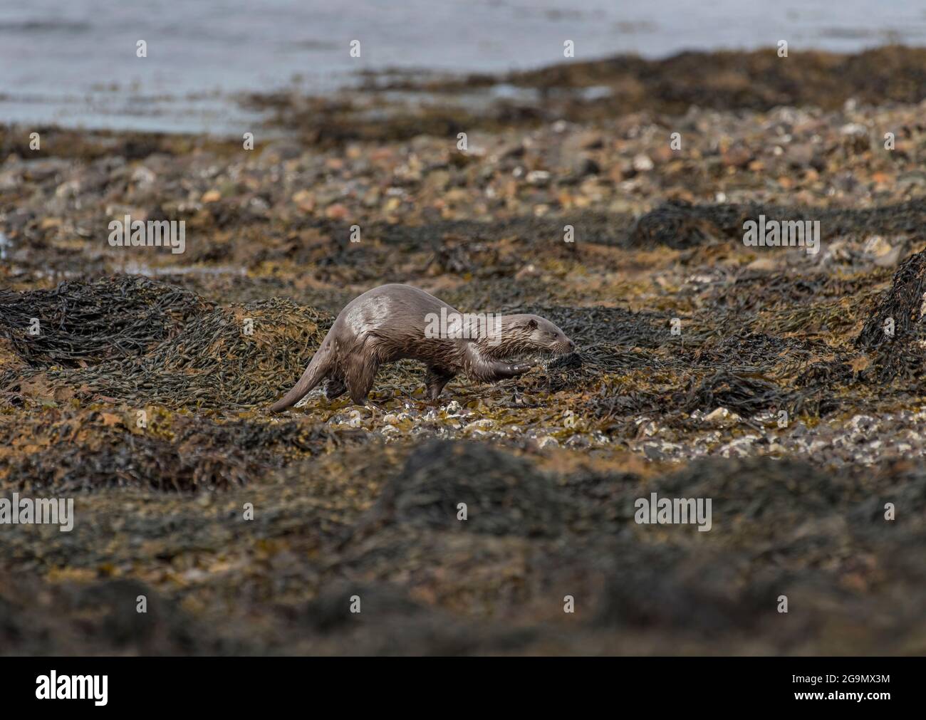 Otter eurasien, Lutra lutra, à côté d'un Loch écossais. Île de Mull, Écosse, Royaume-Uni Banque D'Images