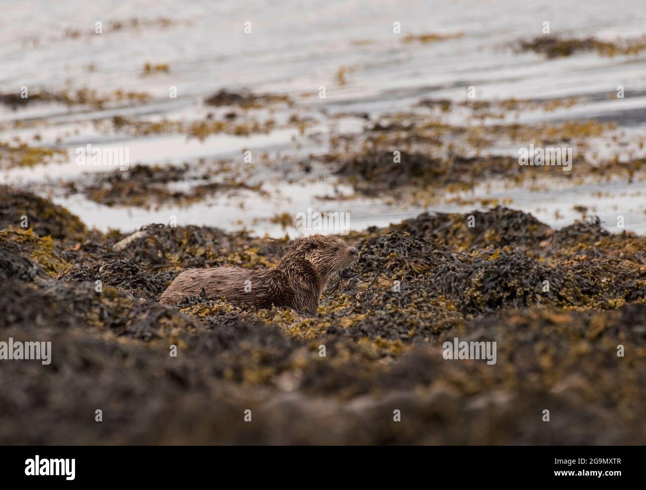 Otter eurasien, Lutra lutra, à côté d'un Loch écossais. Île de Mull, Écosse, Royaume-Uni Banque D'Images