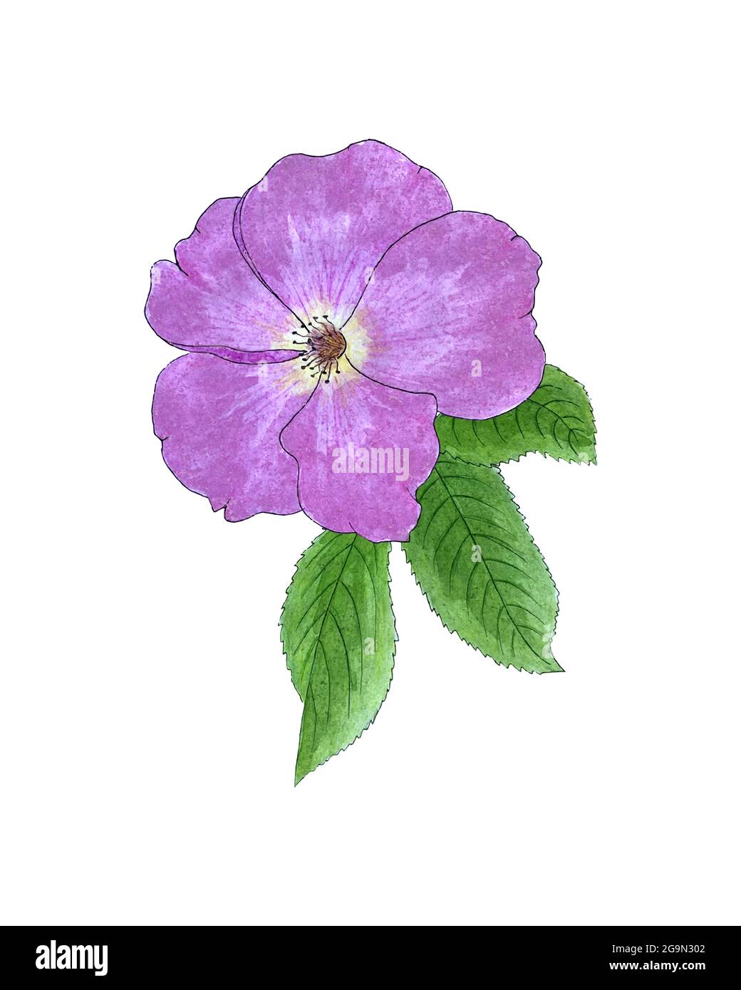 Dessin à la main aquarelle de rosehip, bouton rose avec pétales et feuilles vertes, croquis. Illustration vectorielle Illustration de Vecteur