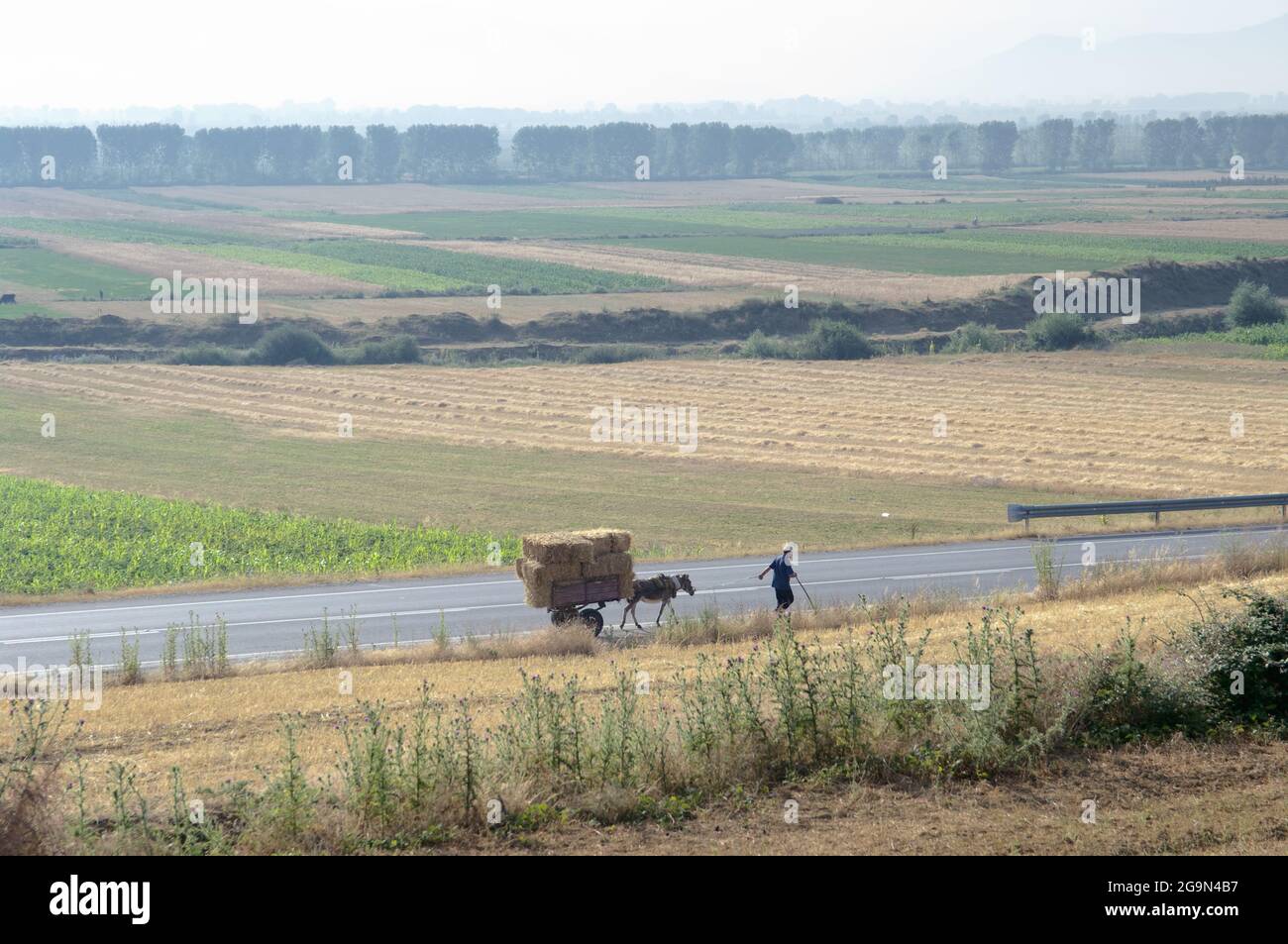 Korce, Albanie - 15 juillet 2011 : sur la route qui traverse la plaine entre les villes de Pogradec et Korca, un homme marche devant une voiturette tirée par un Banque D'Images