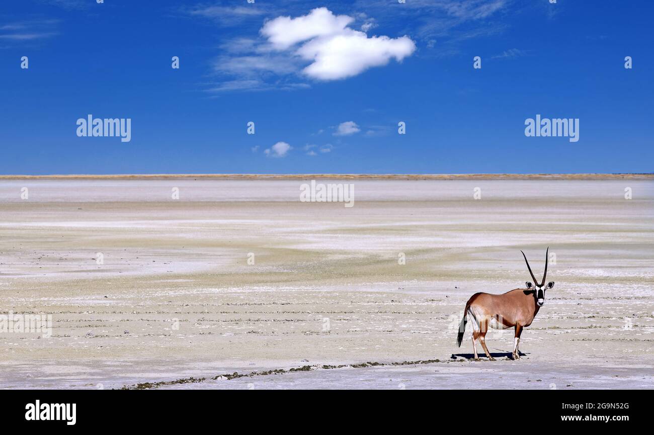 Oryx au bord de l'Etosha PAN, parc national d'Etosha, Namibie Banque D'Images