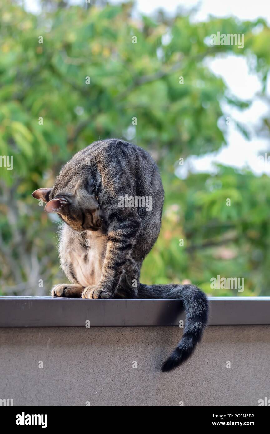 portrait d'un jeune chat qui se léche pour faire son nettoyage assis sur un mur à l'extérieur Banque D'Images