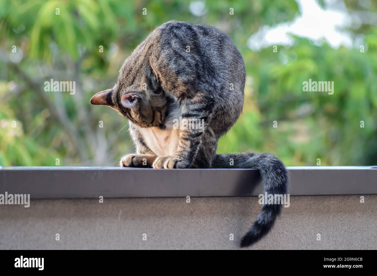 portrait d'un jeune chat qui se léche pour faire son nettoyage assis sur un mur à l'extérieur Banque D'Images