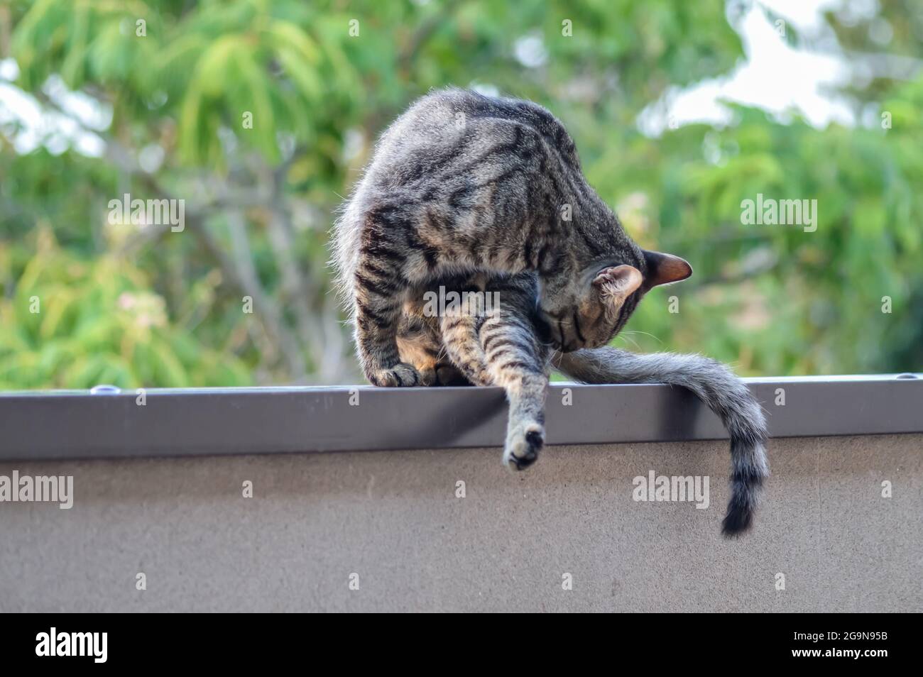 Portrait D Un Jeune Chat Qui Se Leche Pour Faire Son Nettoyage Assis Sur Un Mur A L Exterieur Photo Stock Alamy